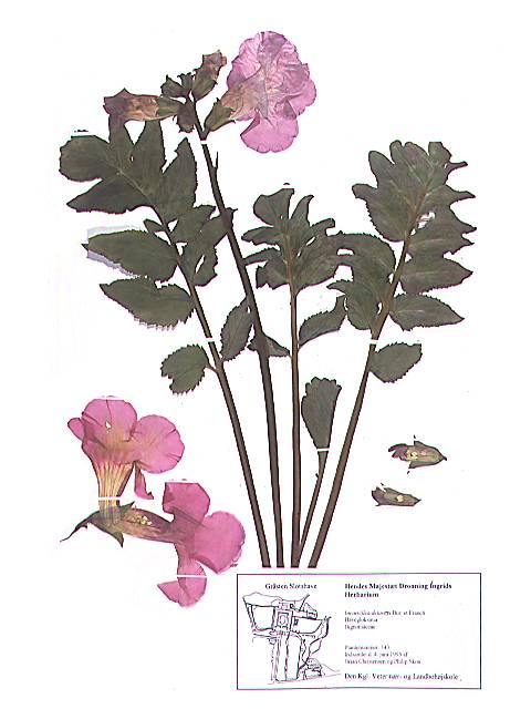 Herbarieark med Incarvíllea delaváyi Bur. et Franch., Havegloksinia
