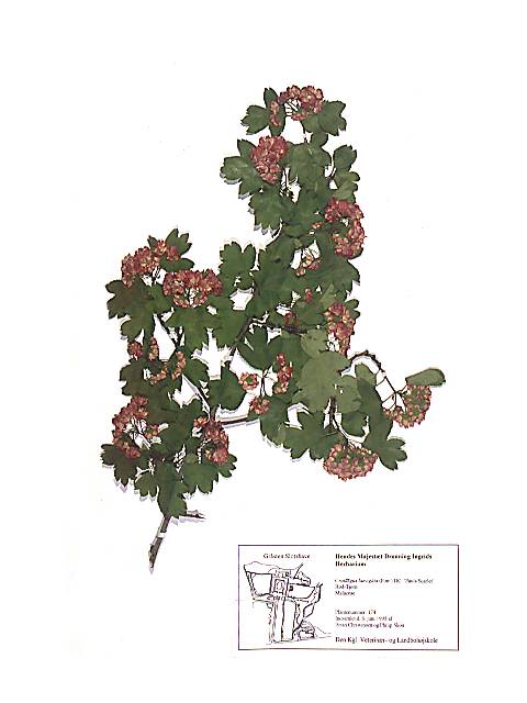 Herbarieark med Cratáegus laevigáta (Poir.) DC., Almindelig Hvid-Tjørn, 'Pauls Scarlet', Rød-Tjørn