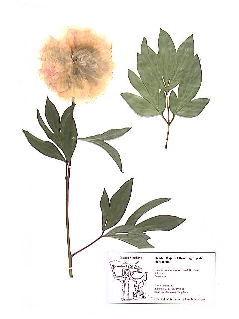 Herbarieark med Paeónia Lactiflóra-hybrid, Silke-Pæon, 'Sarah Bernhardt'