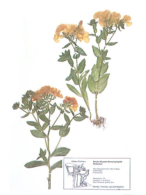 Herbarieark med Phlox drummódii Hook., Sommer-Floks, 'Phlox of Sheep'