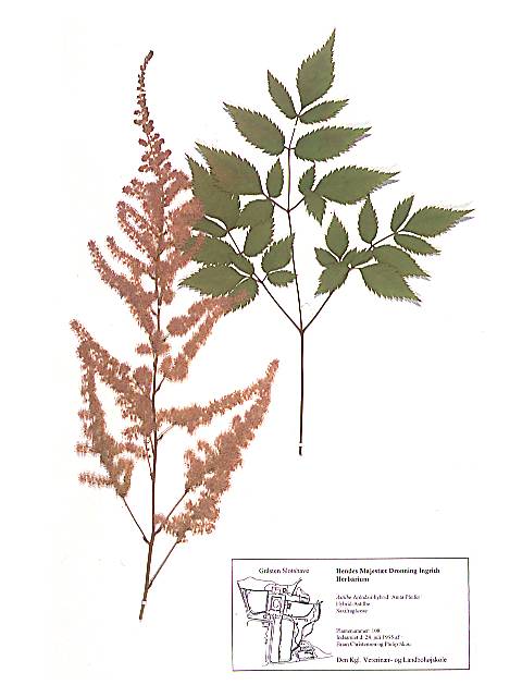Herbarieark med Astílbe Aréndsii-hybrid, Hybrid-Astilbe, 'Anita Pfeifer'