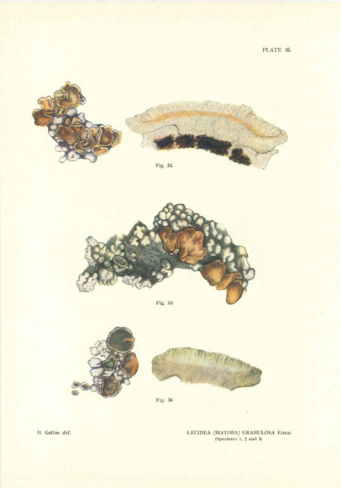 Illustration, Part I, planche 16 (Lecidea (Biatora) granulosa).