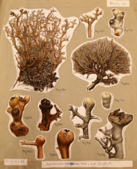 Original planche til Natural History of the Danish Lichens, Part X, planche 50. 