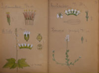 Galløes iagttagelsesevne og kunstneriske talent udfoldede sig allerede tidligt; her akvareller i lille bog, 1902. 