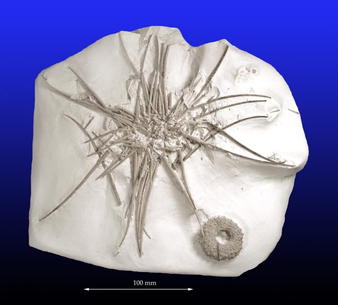 Fossil søpindsvin Phymosoma granulosum DK 154 (Foto: Sten L. Jakobsen)