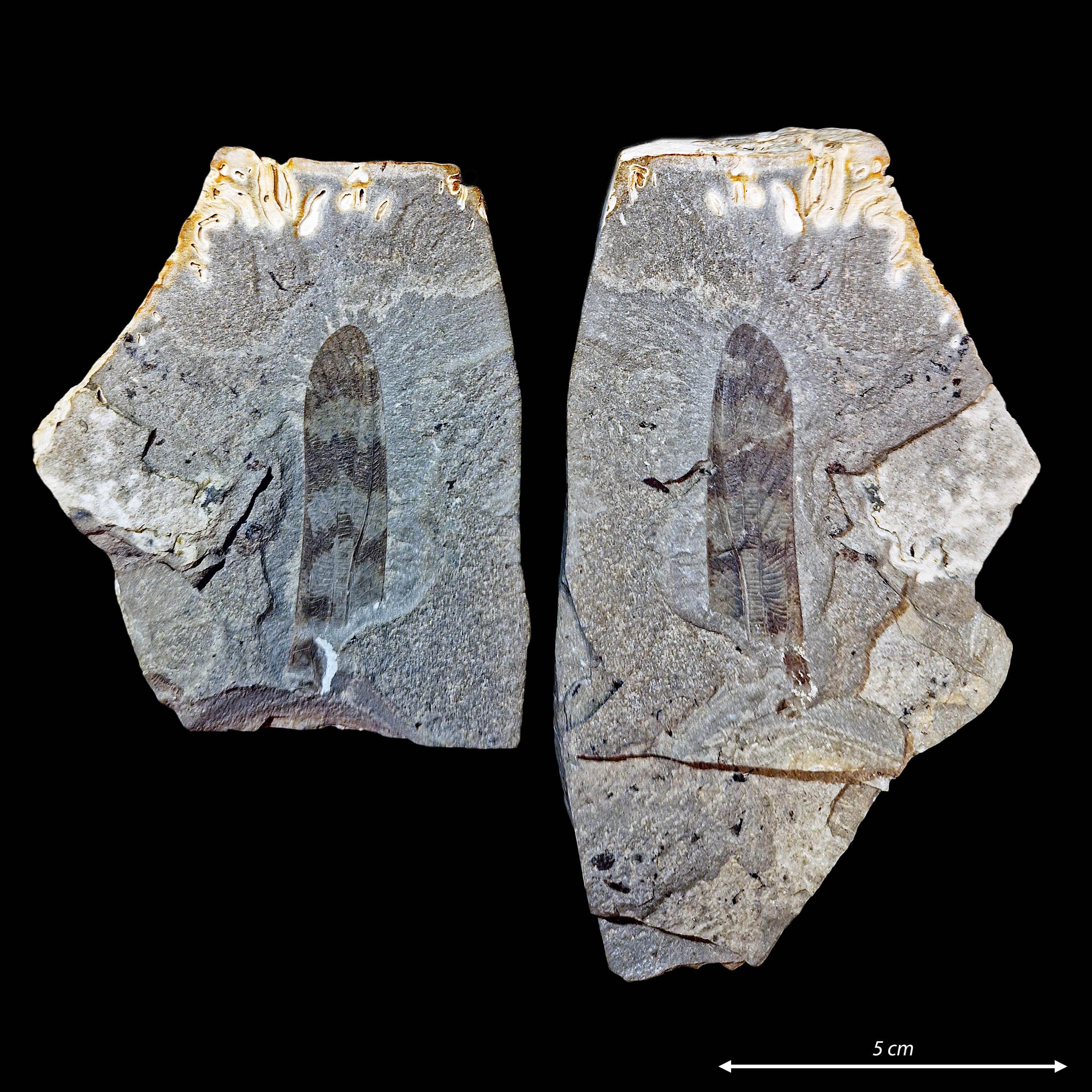 Venstre forvinge af løvgræshoppe Pseudotettigonia amoena DK 347 (Foto: Thomas Holm Scharling, MitFossil)