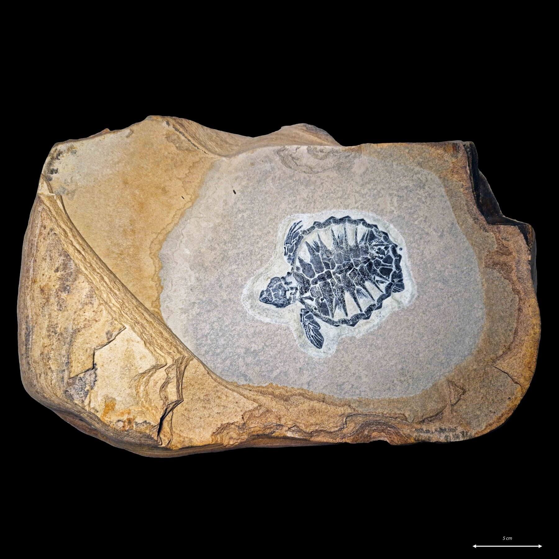 Ung havskildpadde Tasbacka danica DK 568 (Foto: Thomas Holm Scharling, MitFossil) 