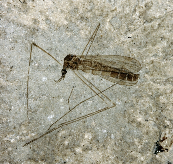 Fossil stankelben Tipula sp. DK 138 (Foto: Sten L. Jakobsen)