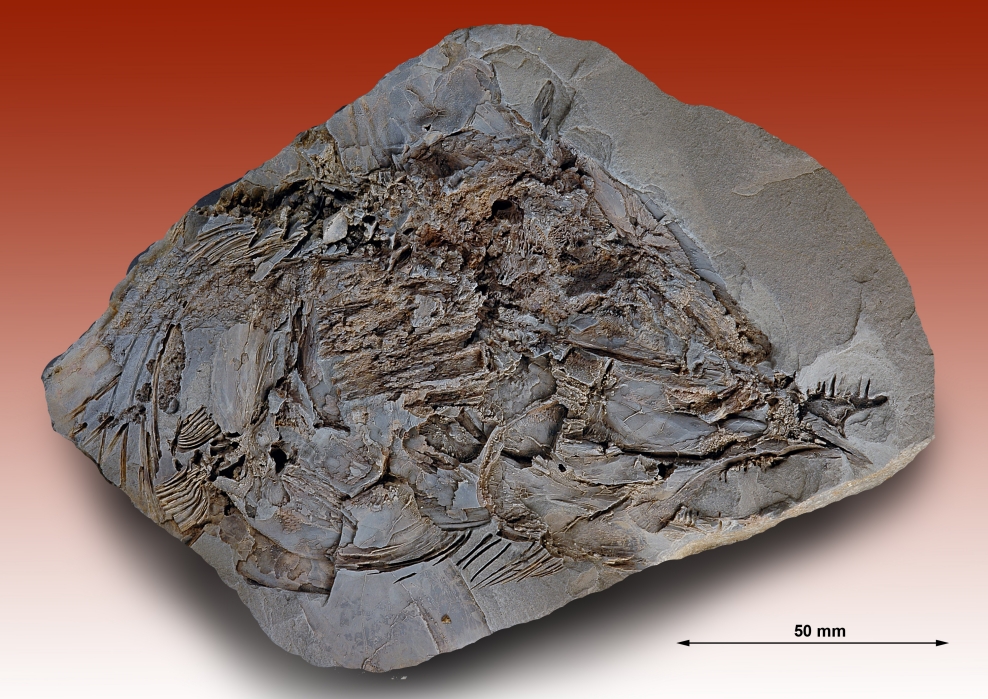 Fossil fisk Xosteoglossid rebeccae (holotyp) DK 71 (Foto: Sten L. Jakobsen)