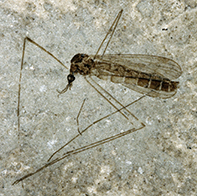 Fossil crane fly Tipula sp. DK 138
