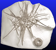 Fossil sea urchin Phymosoma granulosum DK 154