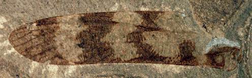 Fossil wing of a grasshopper Pseudotettigonia amoena DK 347