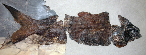 Fossil tarpon-like fish (Elopiformes) DK 491