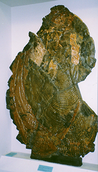 Fossil bivalve Inoceramus steenstrupi in exhibit