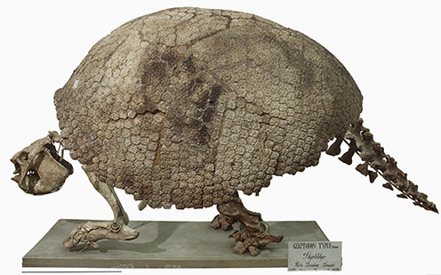 Skelet af skjolddyr Glyptodon typus