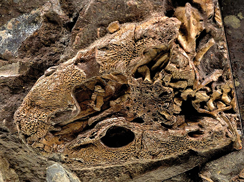 Skull of fossil tetrapod Acanthostega