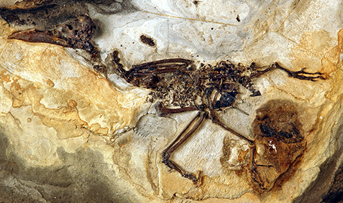 Complete fossil bird skeleton of Septencoracias morsensis