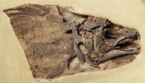 Acid-prepared head of fossil coelacanth fish Whiteia