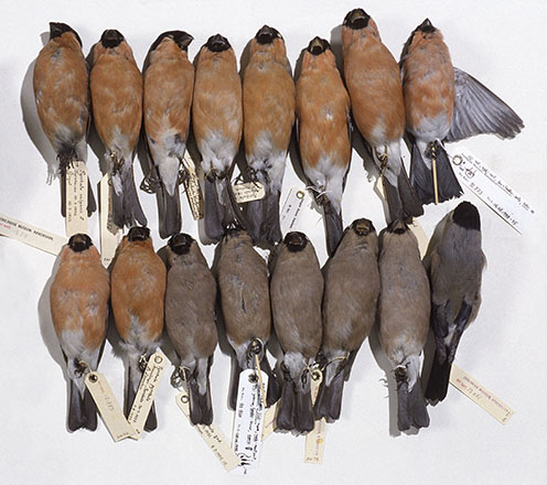 image of birds in the collection