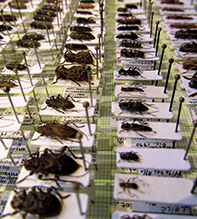Beetles in the collection of the Natural History Museum of Denmark   