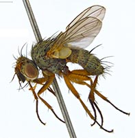 Fly Siphona pilistyla on a collection needle