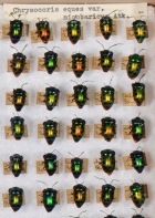 Jewel bugs (Hemiptera: Scutelleridae) from the general collection. Photo: Mikkel Høegh-Post