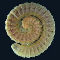 Photo of Myriapod Chiraziulus troglopersicus