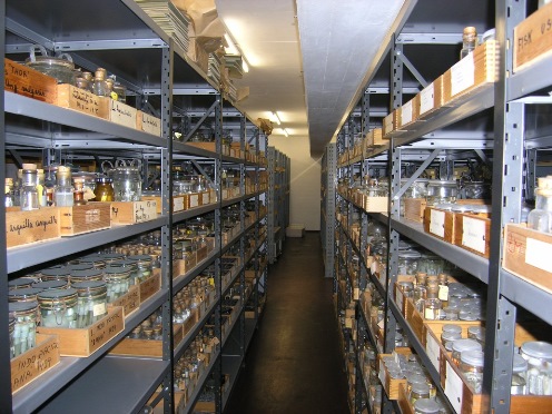 image of fish in collection